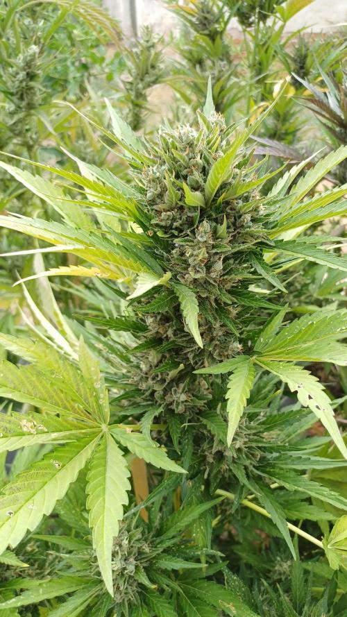 South Moravian outdoor garden 2026. Week 12 - Lemon Cherry Cookie nr.2