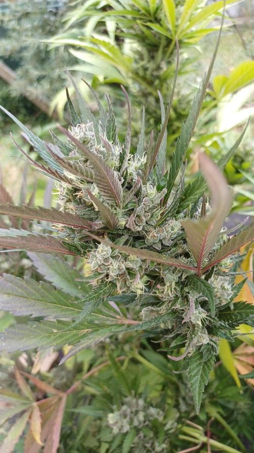 South Moravian outdoor garden 2026. Week 12 - Strawberry Gorilla nr.1