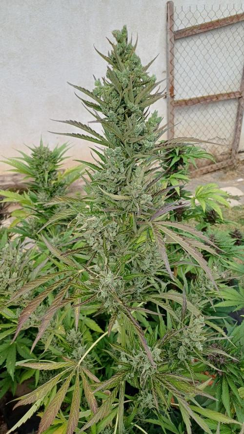 South Moravian outdoor garden 2026. Week 12 - Strawberry Gorilla nr.5
