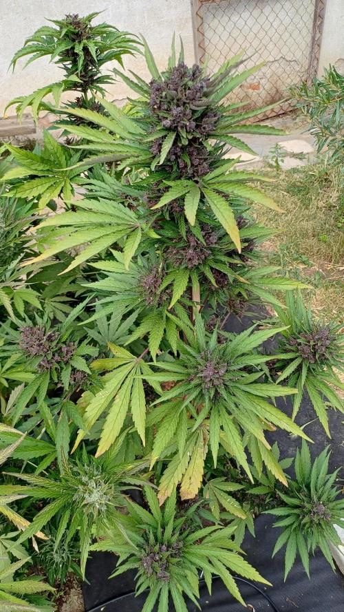 South Moravian outdoor garden 2026. Week 12 - Lemon Cherry Cookie nr.3