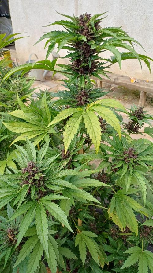 South Moravian outdoor garden 2026. Week 12 - Lemon Cherry Cookie nr.1