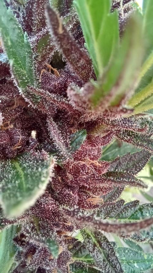 South Moravian outdoor garden 2026. Week 12 - Lemon Cherry Cookie nr.1