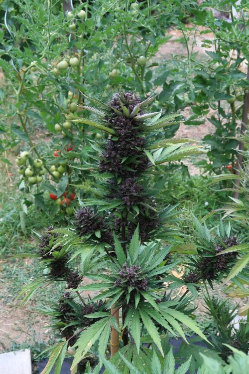 South Moravian outdoor garden 2026. Week 12 - Lemon Cherry Cookie nr.3