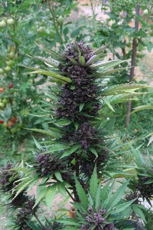 South Moravian outdoor garden 2026. Week 12 - Lemon Cherry Cookie nr.3