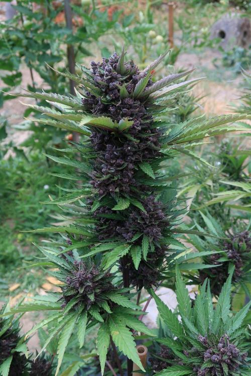 South Moravian outdoor garden 2026. Week 12 - Lemon Cherry Cookie nr.3