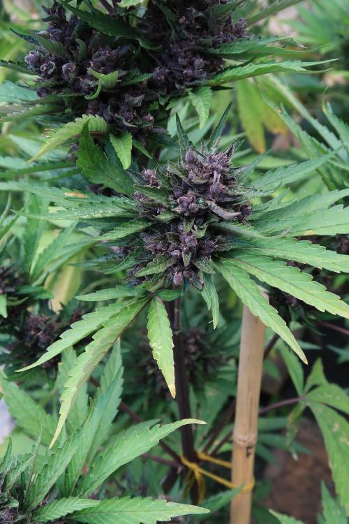South Moravian outdoor garden 2026. Week 12 - Lemon Cherry Cookie nr.3