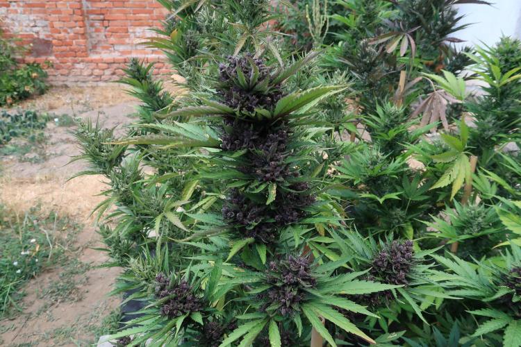 South Moravian outdoor garden 2026. Week 12 - Lemon Cherry Cookie nr.3