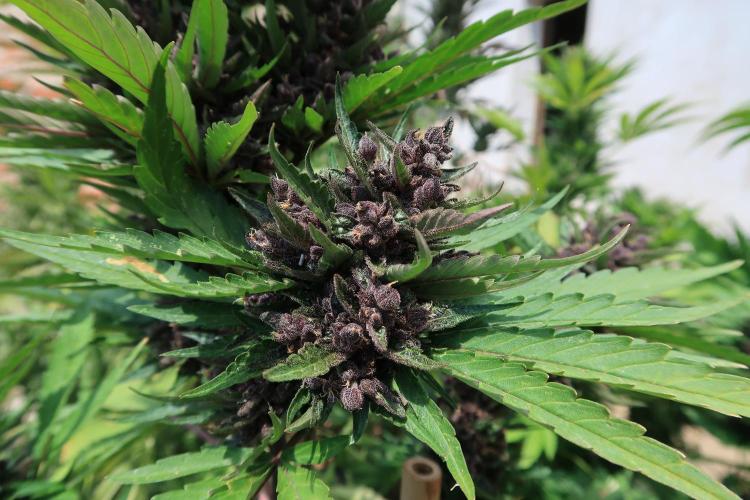 South Moravian outdoor garden 2026. Week 12 - Lemon Cherry Cookie nr.3