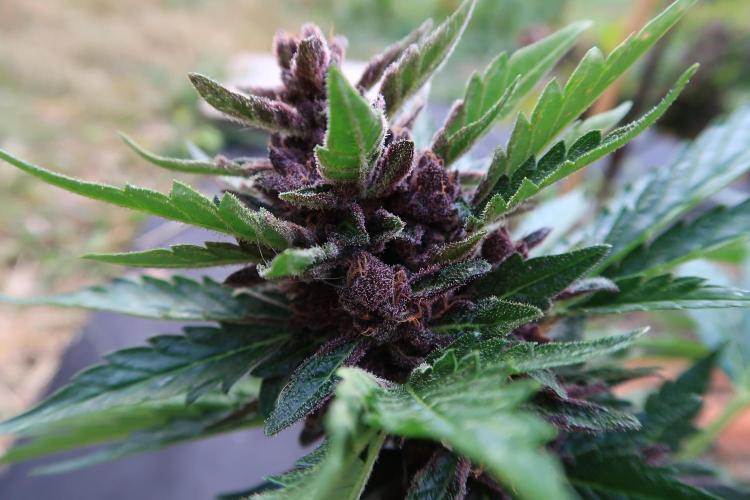 South Moravian outdoor garden 2026. Week 13 - lower branches Lemon Cherry Cookies