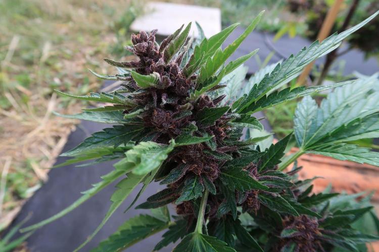 South Moravian outdoor garden 2026. Week 13 - lower branches Lemon Cherry Cookies