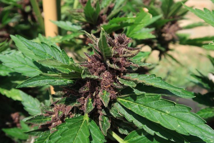 South Moravian outdoor garden 2026. Week 13 - lower branches Lemon Cherry Cookies