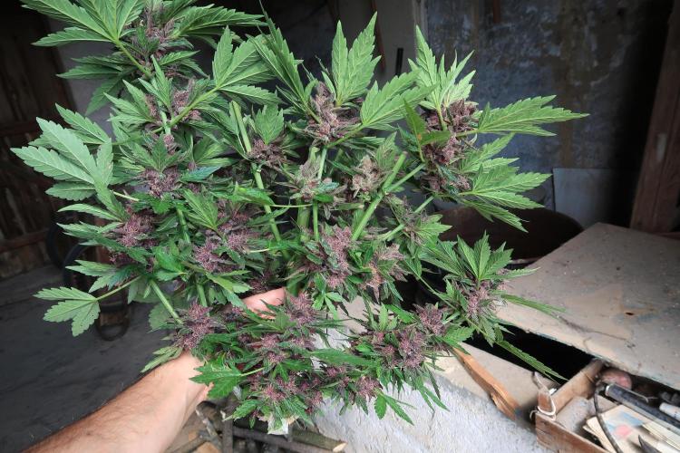 South Moravian outdoor garden 2026. Week 13 - lower branches Lemon Cherry Cookies