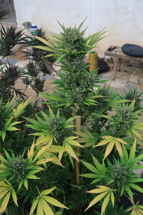 South Moravian outdoor garden 2026. Week 13 - Lemon Cherry Cookies nr.2
