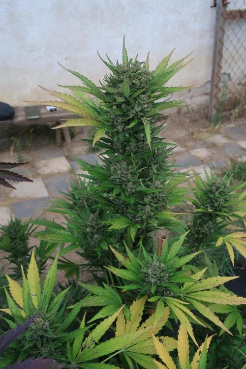 South Moravian outdoor garden 2026. Week 13 - Lemon Cherry Cookies nr.2