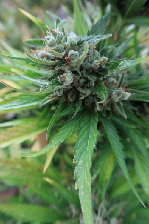 South Moravian outdoor garden 2026. Week 13 - Lemon Cherry Cookies nr.2