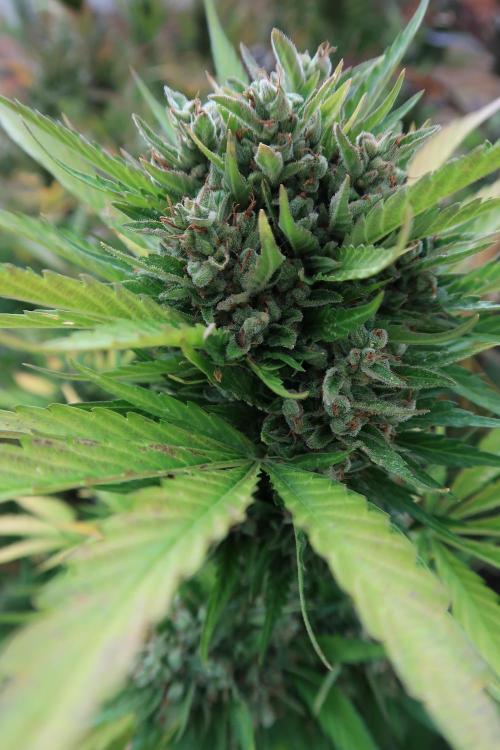 South Moravian outdoor garden 2026. Week 13 - Lemon Cherry Cookies nr.2
