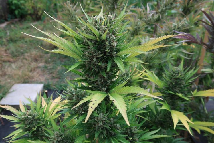 South Moravian outdoor garden 2026. Week 13 - Lemon Cherry Cookies nr.2