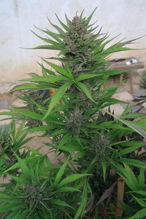 South Moravian outdoor garden 2026. Week 13 - Strawberry Gorilla nr.2