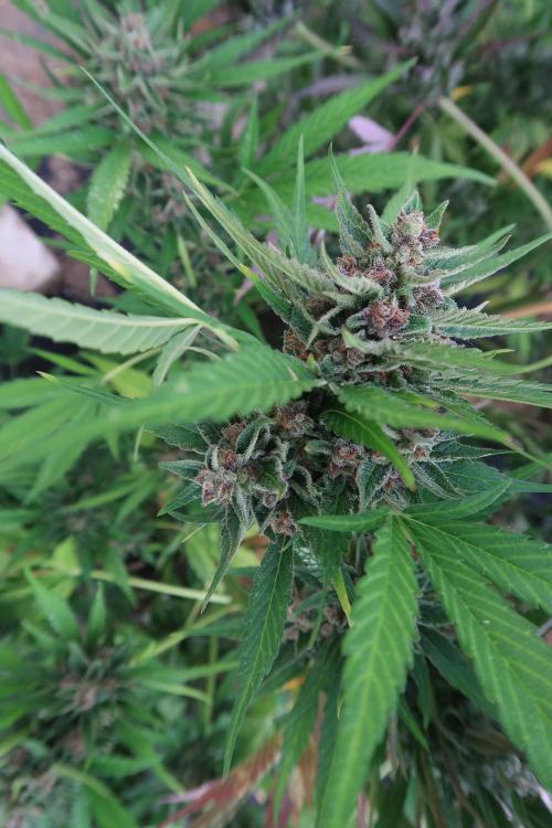 South Moravian outdoor garden 2026. Week 13 - Strawberry Gorilla nr.2