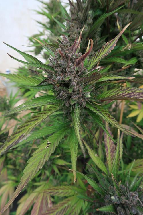 South Moravian outdoor garden 2026. Week 13 - Strawberry Gorilla nr.3