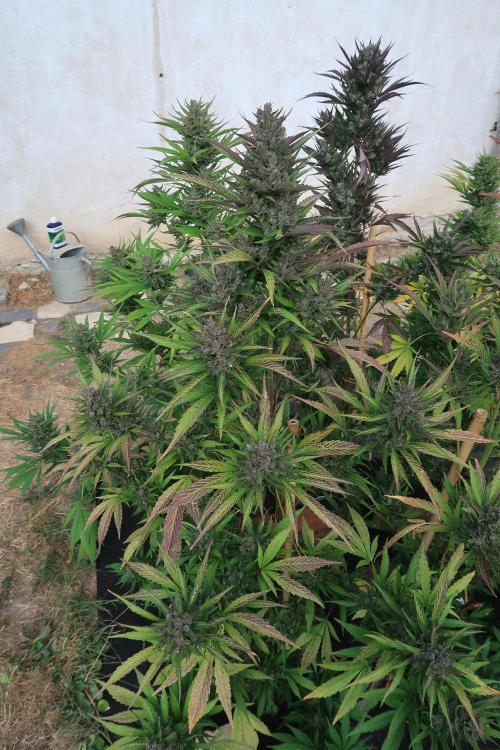 South Moravian outdoor garden 2026. Week 13 - Strawberry Gorilla nr.3