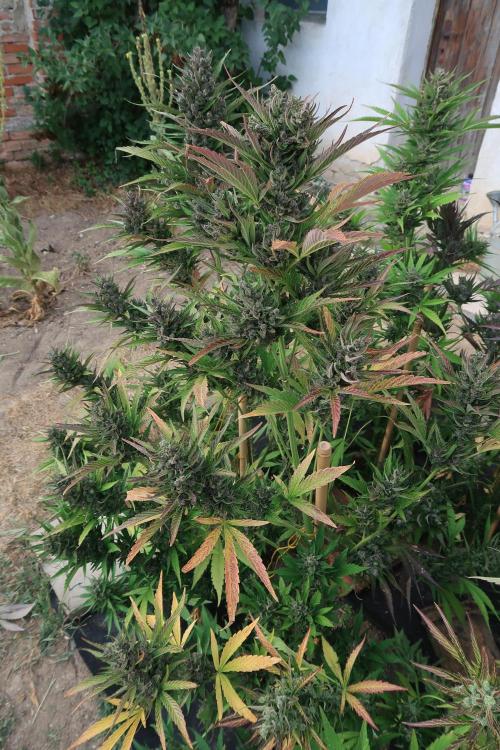 South Moravian outdoor garden 2026. Week 13 - Strawberry Gorilla nr.4