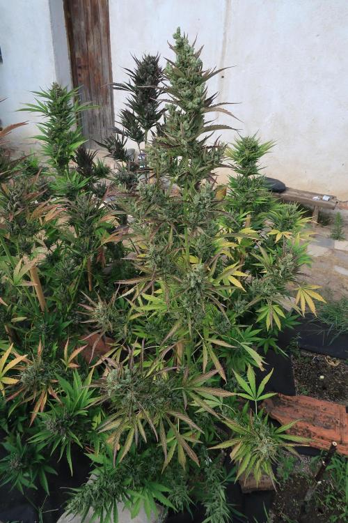South Moravian outdoor garden 2026. Week 13 - Strawberry Gorilla nr.5