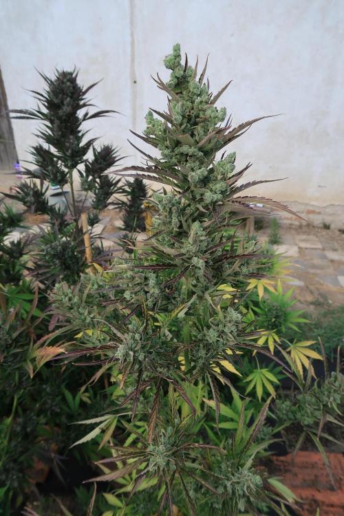 South Moravian outdoor garden 2026. Week 13 - Strawberry Gorilla nr.5