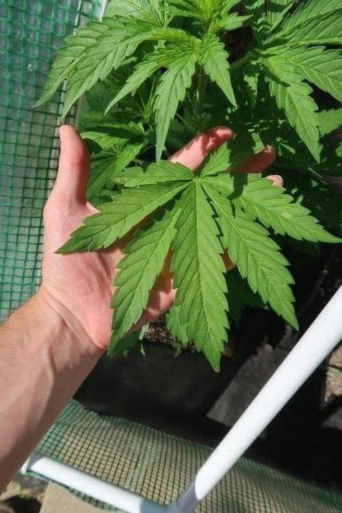 South Moravian outdoor garden 2026. Week 6 - Lemon Cherry Cookies Auto