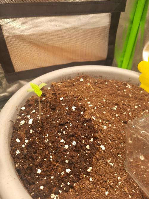 Cheese Auto. Week 0