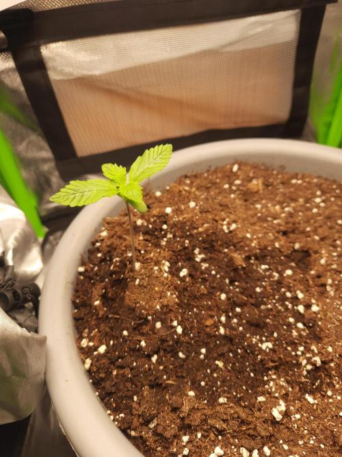 Lowstress Cheese Auto. Week 1 - Tag7