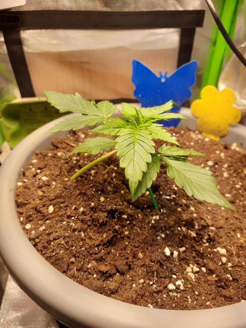 Cheese Auto. Week 1