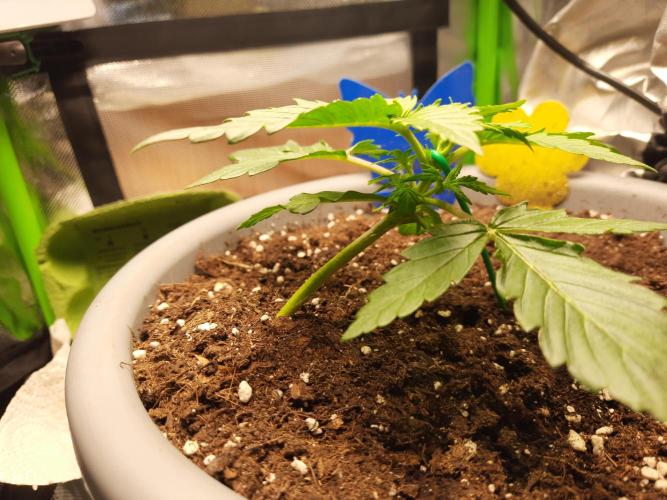 Lowstress Cheese Auto. Week 2 - Tag14