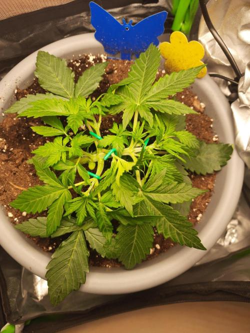 Lowstress Cheese Auto. Week 2 - Tag19