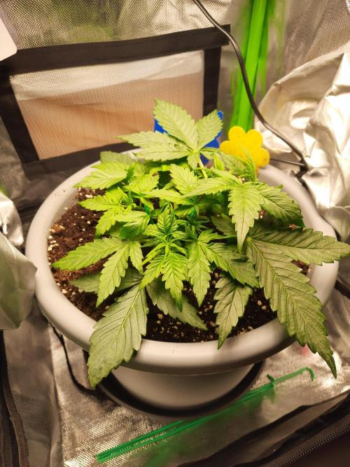 Cheese Auto. Week 2