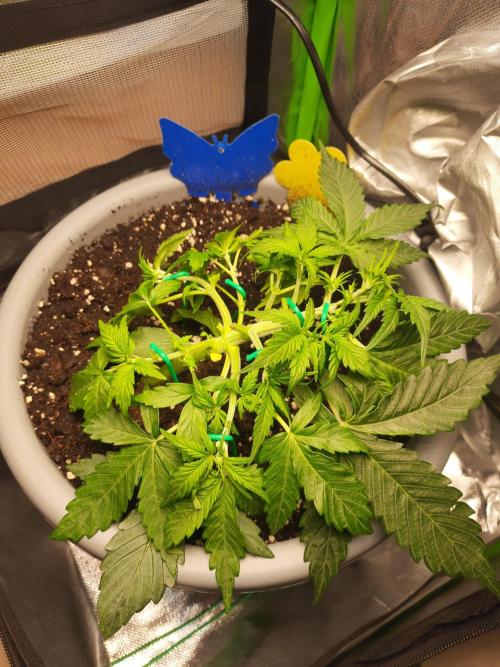 Lowstress Cheese Auto. Week 3 - Tag22