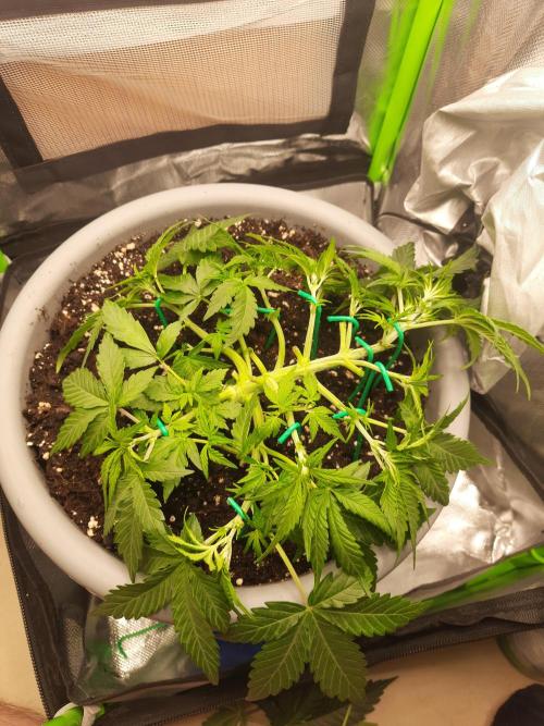 Cheese Auto. Week 3