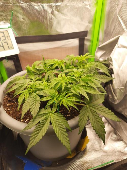 Lowstress Cheese Auto. Week 4 - Tag28