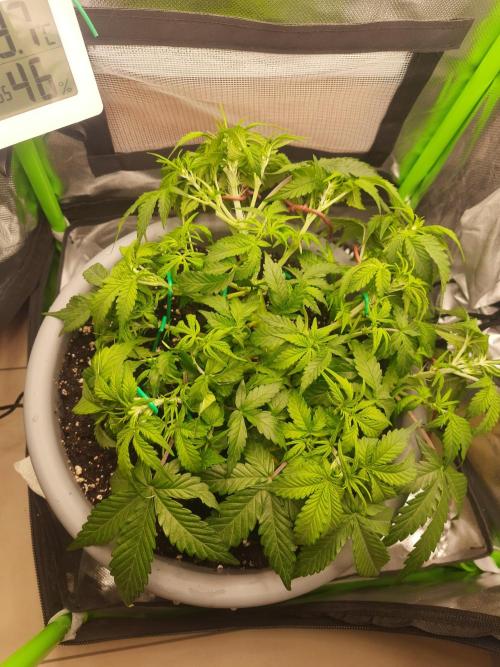 Lowstress Cheese Auto. Week 4 - Tag32