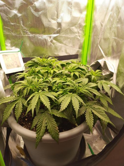 Cheese Auto. Week 4