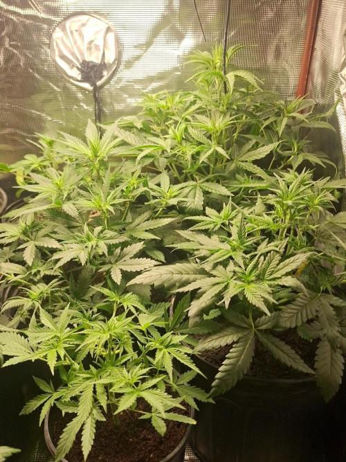 Loomins Auto Grow. Week 3 - Group pic ..