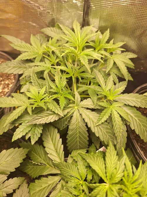 Loomins Auto Grow. Week 3 - Wedding Cake
