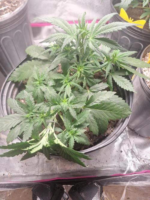 Loomins Auto Grow. Week 3 - Pair of Brucer Banners...
