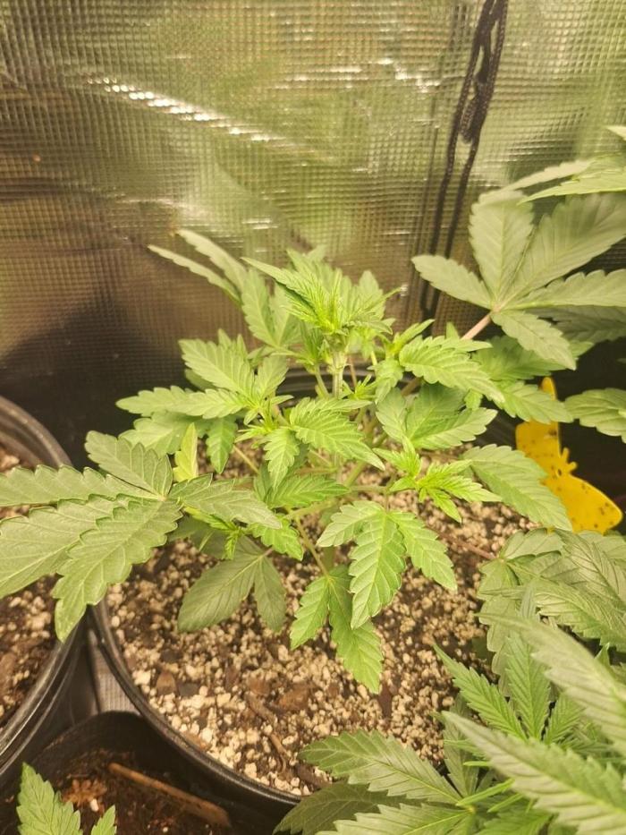 Loomins Auto Grow #2. Week 3 - Light defoilation to get them side branches popping!!!