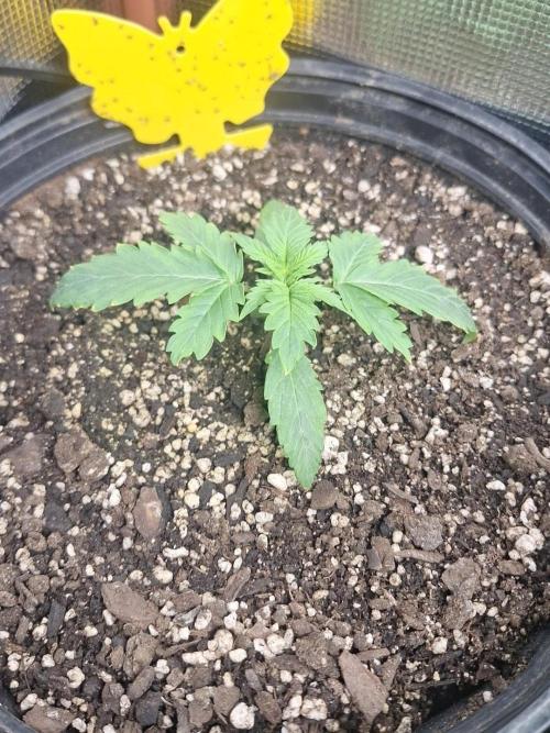 Loomins Auto Grow #3. Week 2 - Ethos Crescendo Peach Auto 