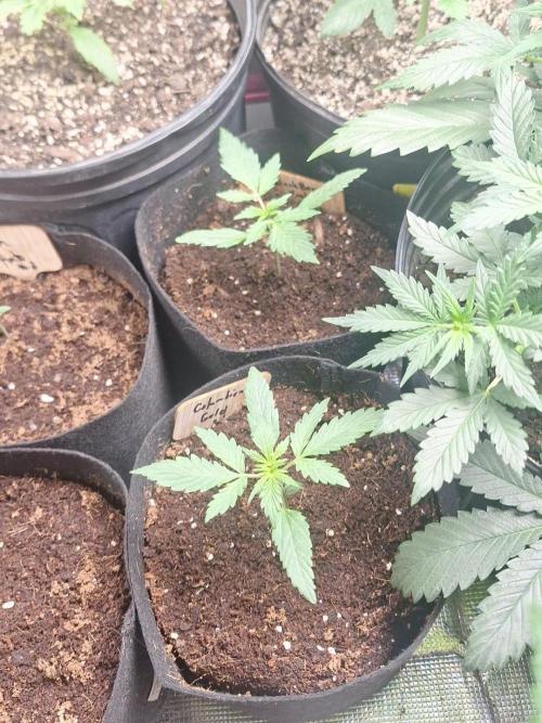 Loomins Auto Grow #3. Week 2 - Columbian Gold and Blackberry Kush Autos