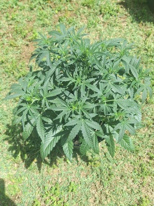 Loomins Auto Grow. Week 4 - Wedding Cake Auto 