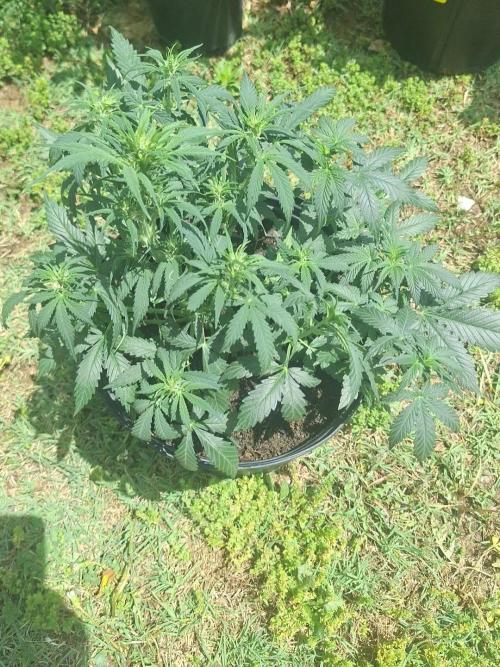 Loomins Auto Grow. Week 4 - Bruce Banner Auto 
