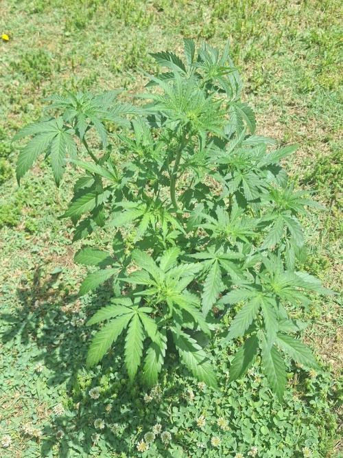 Loomins Auto Grow. Week 4 - Power Plant Auto 