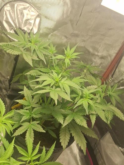Loomins Auto Grow. Week 4 - Gorilla Z Auto 